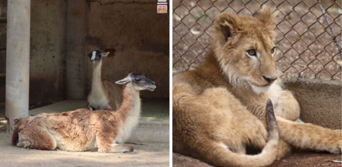 #Galería | Guanacos y león africano del Zoo de Morelia continúan en observación