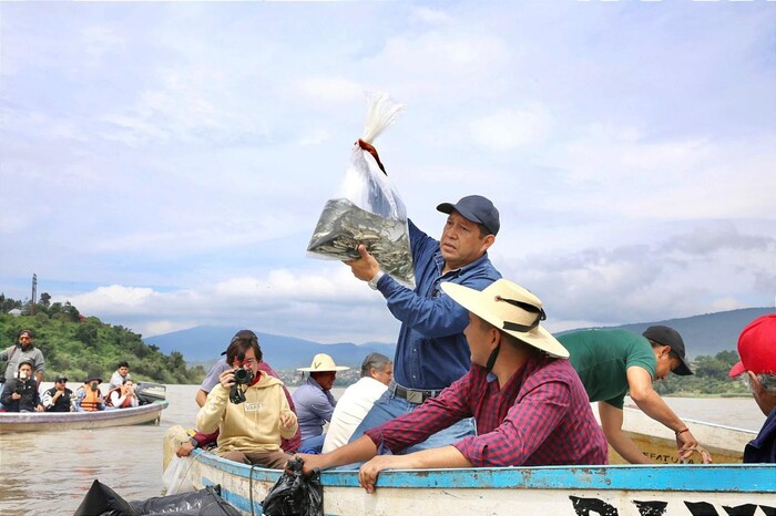 #Galería | Liberan 15 mil peces acúmara en el lago de Pátzcuaro; especie en peligro de extinción