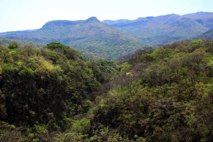 #Galería | Michoacán protege más de 31 mil hectáreas de bosques tropicales secos