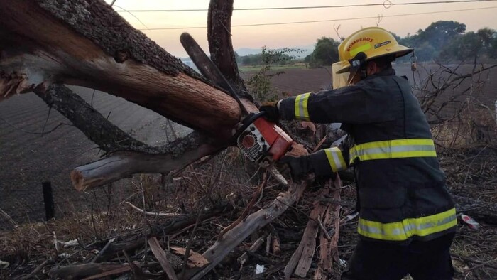 #Galería | Árbol colapsa y obstruye parte de la carretera Morelia-Salamanca