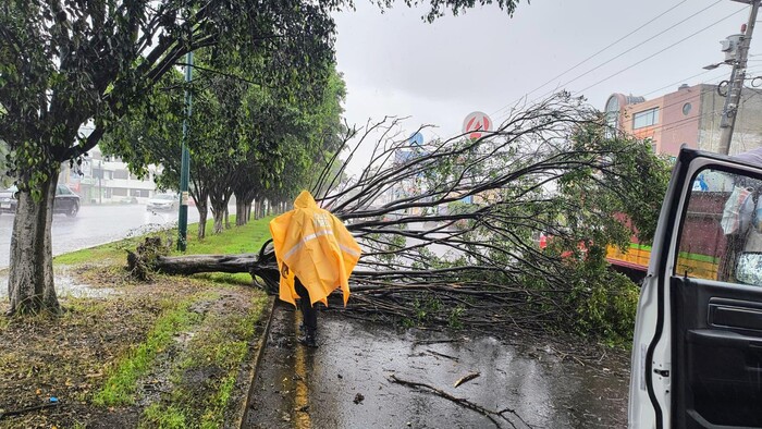 #Galería | Retira ayuntamiento árbol que cayó sobre libramiento