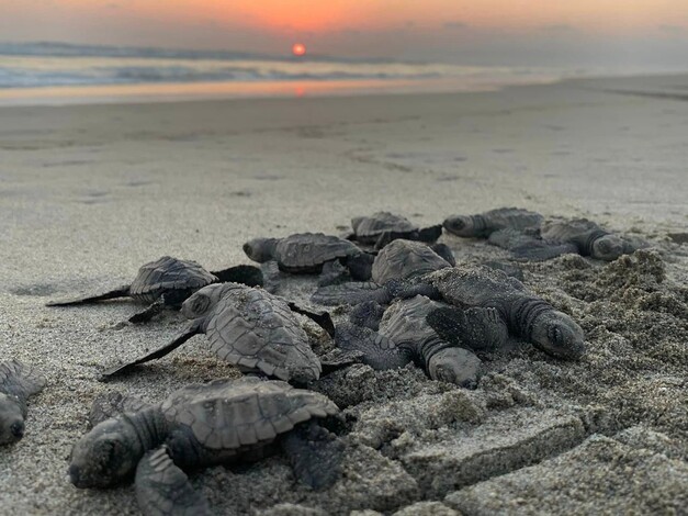 #Galería | Tortugas marinas invaden las playas michoacanas para el desove