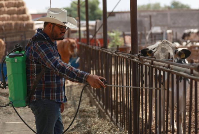 Ganaderos intensifican medidas ante primer caso de gusano barrenador en Chihuahua