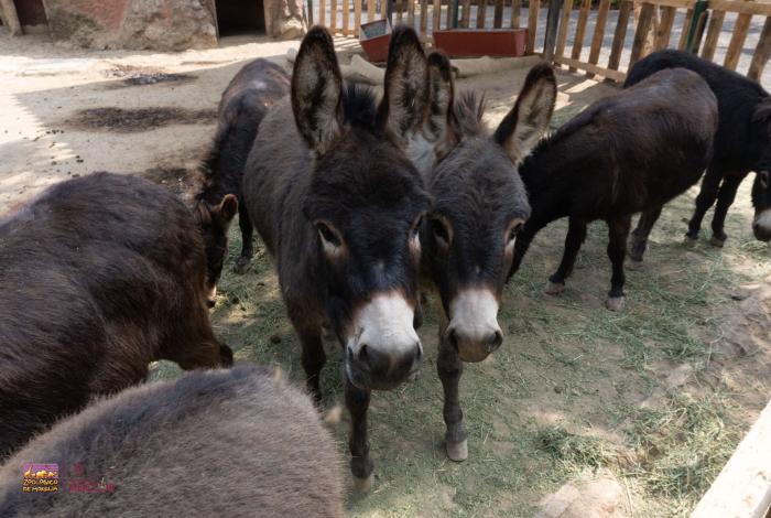 Garantiza Zoológico de Morelia bienestar y conservación del burro pigmeo africano