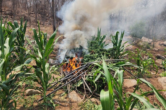 GC destruye cinco plantíos de marihuana en Huetamo