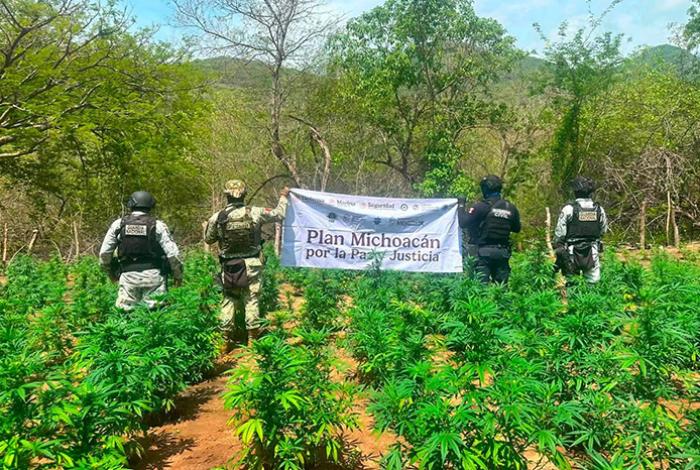 GC y militares destruyen cinco sembradíos de marihuana en el municipio de Huetamo