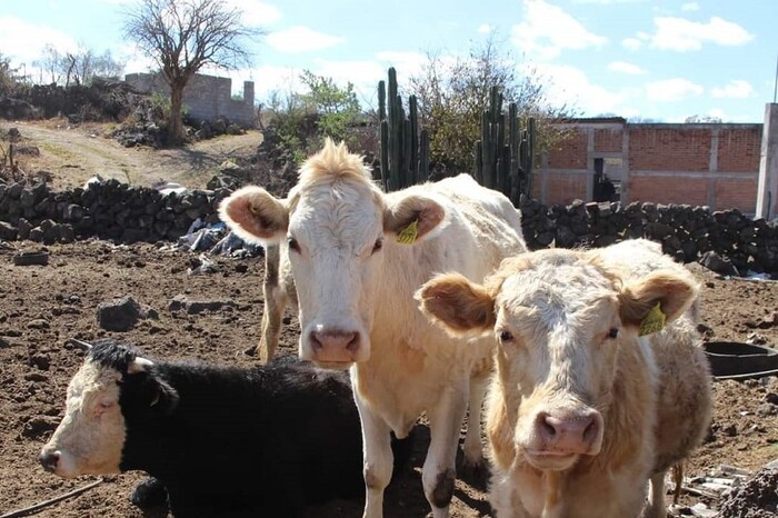 Gobierno de Alfonso Martínez apoya a productores ganaderos