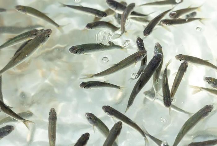 Gobierno de Michoacán siembra 15 mil crías de pescado blanco en el lago de Pátzcuaro