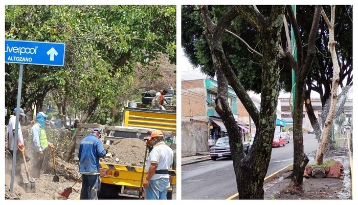 Gobierno de Morelia intensifica el cuidado de árboles para combatir plagas