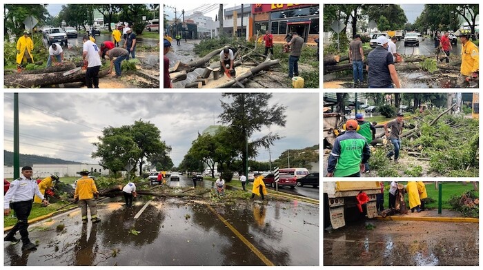 Gobierno de Morelia retira en tiempo récord árboles caídos por lluvias