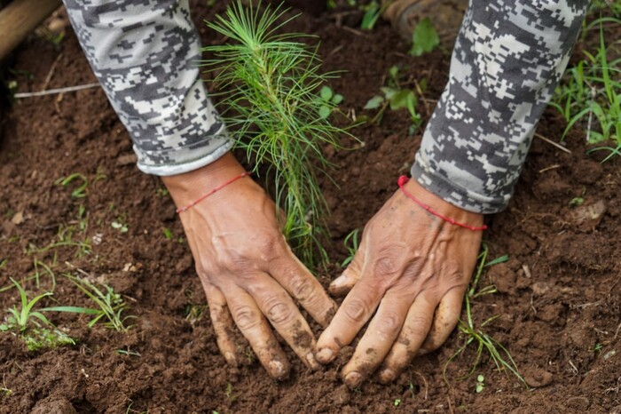 Gobierno invitará por redes sociales a reforestar