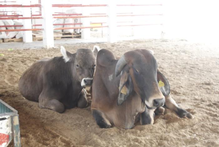 Gobierno trabaja con ganaderos para reforzar la lucha contra el gusano barrenador