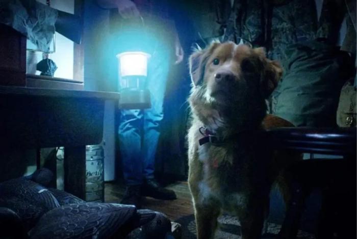 “Good Boy”: Un inquietante cuento de terror con un perro