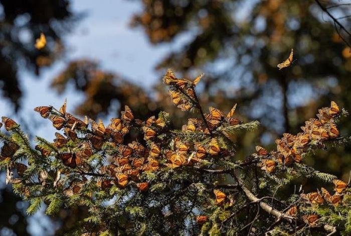 Guardia Civil garantiza una visita segura a los Santuarios de la Mariposa Monarca
