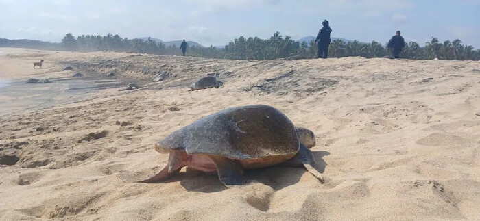 Guardia Civil protege arribo de tortugas marinas en Aquila