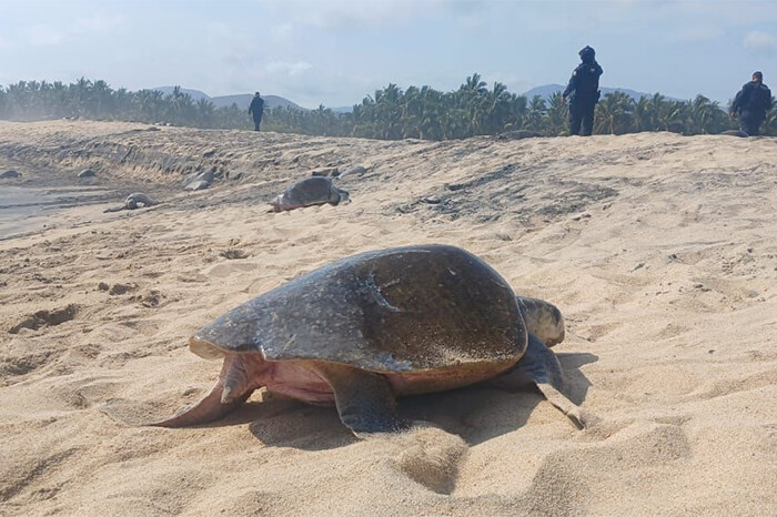 Guardia Civil protege arribo de tortugas marinas en la costa michoacana