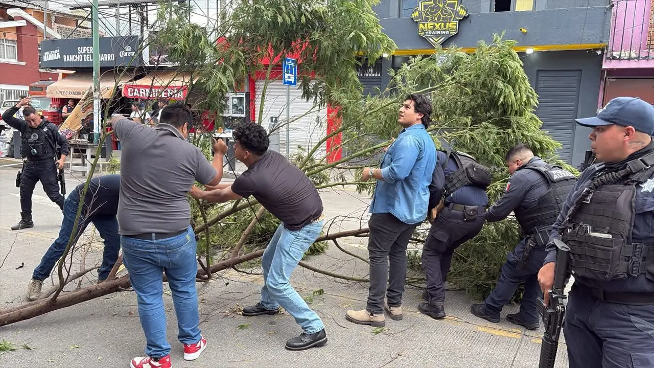 Guardia Civil retira árbol caído en Morelia