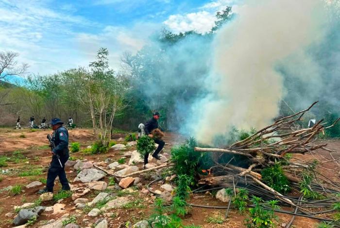 Guardia Civil y militares destruyen cinco sembradíos de marihuana en el municipio de Huetamo