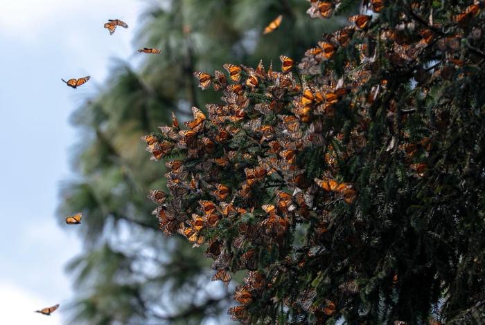 Guardián Forestal, escudo de la Mariposa Monarca en Michoacán: Secma