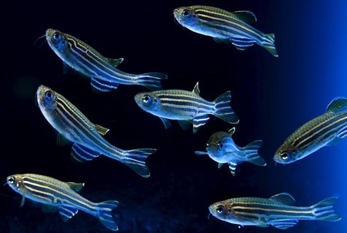 Hallan fragmentos genéticos en peces esenciales para indicar al cerebro cuándo descansar