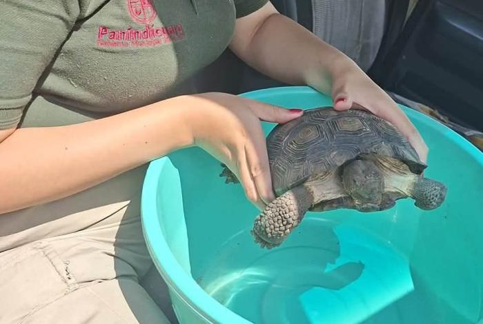 Hallan tortuga… ¡a paso lento en plena calle!