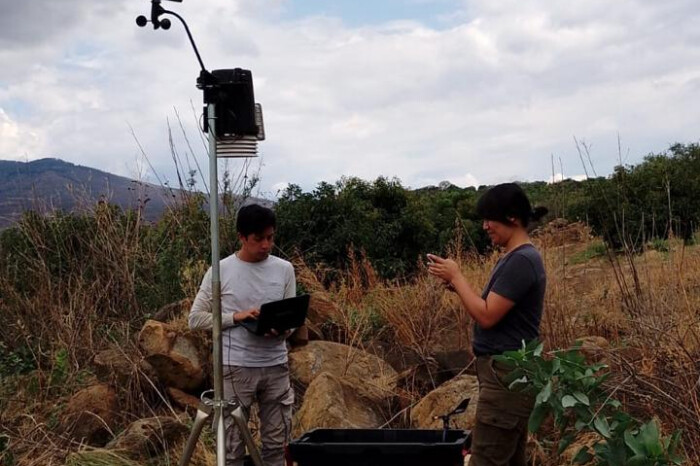 Hasta 85 litros de agua al día ocupa un árbol de aguacate; UMSNH busca optimizar producción