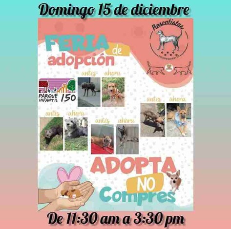 ¡Haz match con un lomito o michi este fin de semana! Lánzate a nuestra última Feria De La Adopción