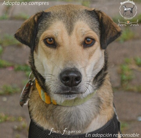  ¡Haz match con un lomito o michi este fin de semana! Lánzate a nuestra última Feria De La Adopción