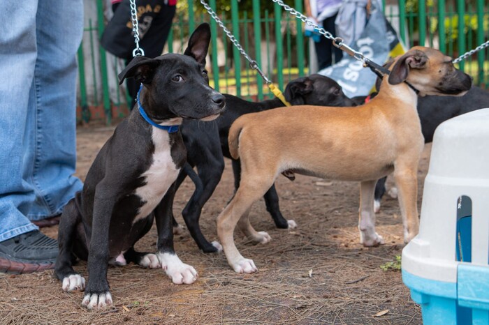 Hermano Animal invita a esterilizar y adoptar este fin de semana, ¿dónde?