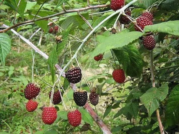 Hongo amenaza 80% de cultivo de zarzamora en Los Reyes