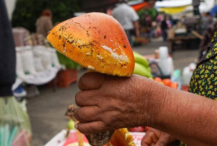 Hongos de ‘sombrero’ amarillo, tesoro que se extingue en montes de Michoacán