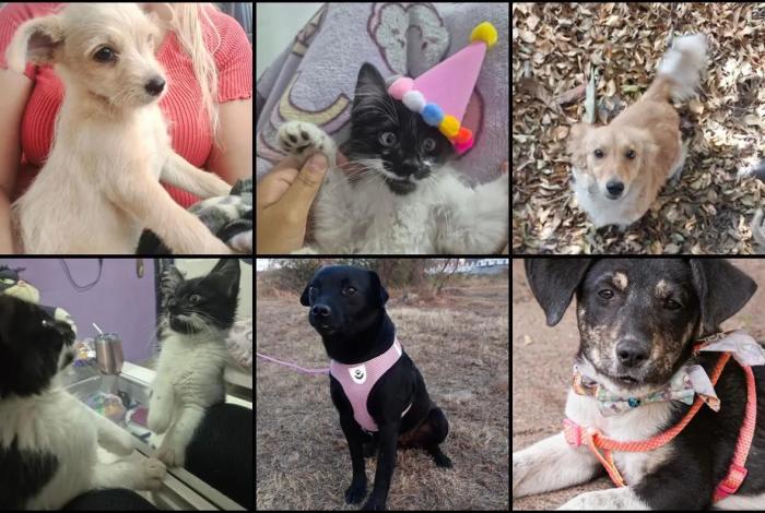 Hoy, feria de adopción en Morelia. Enamórate de un michi o lomito