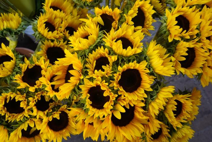 Hoy tocan flores amarillas, por amor y por la paz