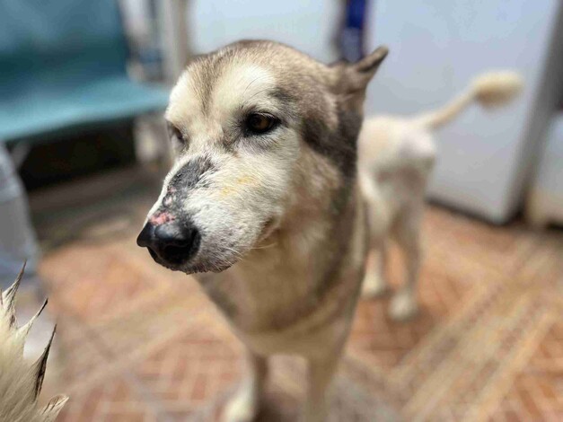 Husky, los perros de raza más abandonados en Morelia