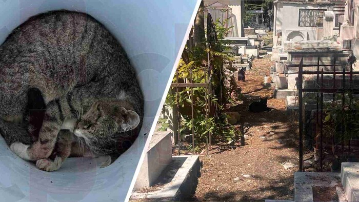 Identifican al menos 6 gatos envenenados en el Panteón Municipal de Morelia