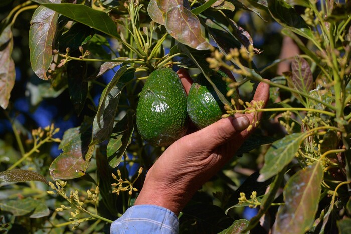 Identifican posibles irregularidades de tipo laboral en 22 huertas aguacateras revisadas