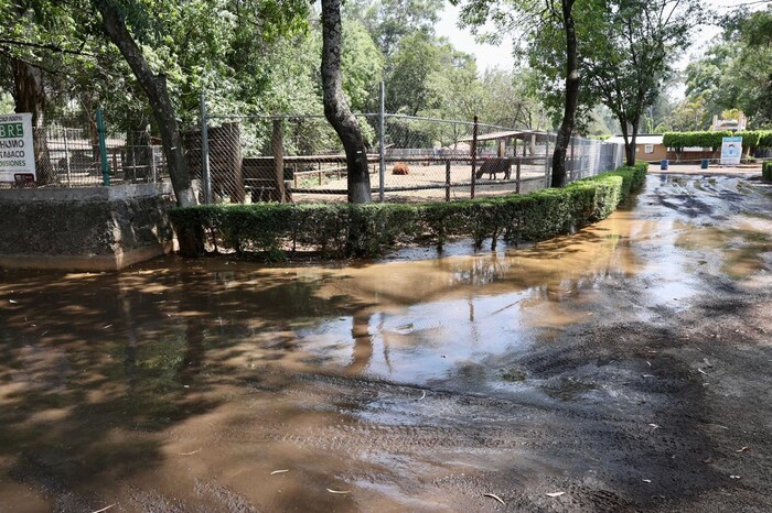 #Imagenes | Descarga del OOAPAS inunda la parte norte del Zoo de Morelia; afectados, 50 ejemplares