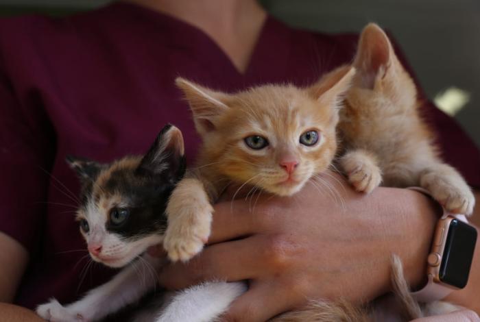 Impa requiere de más recursos para atender colonias de michis