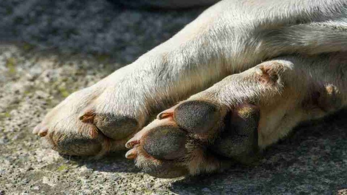 Impactante: Hombre desolla a perrito, le quita órganos y ofrece su carne para tacos