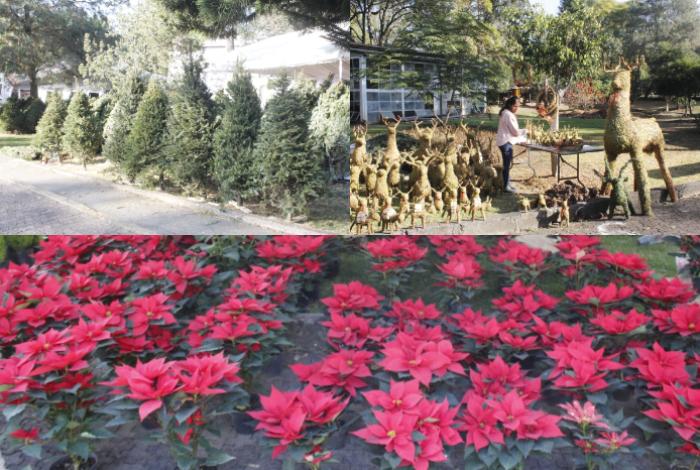 Inaugura Bedolla la Feria del Bosque Navideño; impulsa economía de 20 municipios