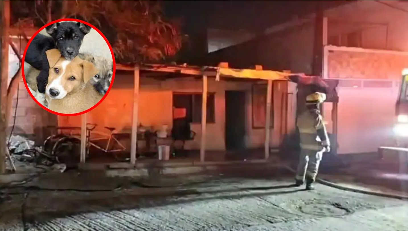 Incendio en Monterrey cobra la vida de dos cachorros