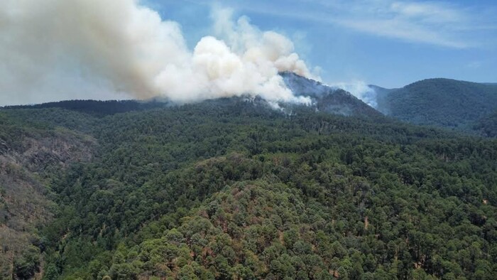 Incendio en reserva de la monarca no devastó el bosque: Bedolla