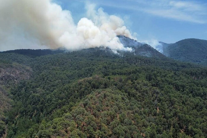 Incendio forestal alcanza el corazón del bosque de la Mariposa Monarca; se moviliza Ejército y decenas de voluntarios