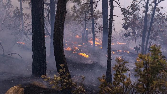 Incendios forestales en México afectan 18 estados