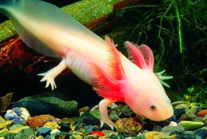 Increíble hallazgo: Niña de 10 años encuentra un ajolote mexicano en un río de Gales