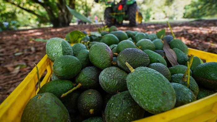 Incremento de aranceles a México: Cerveza, berries y aguacate saldrán más caros en EU