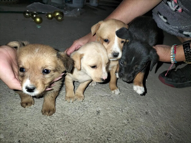 Incremento en el abandono de mascotas tras festividades decembrinas