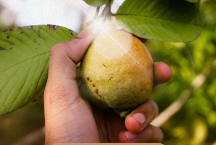 Indicación Geográfica, el sello que le da valor extra a la guayaba michoacana