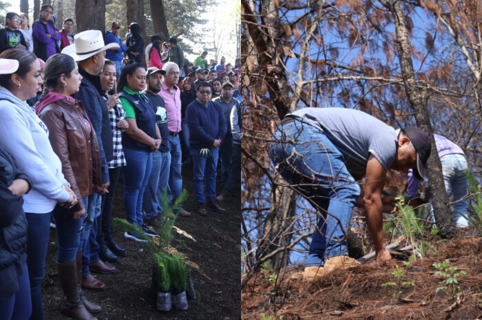 Inicia temporada de reforestación en Pátzcuaro, la meta son plantar 100 mil árboles