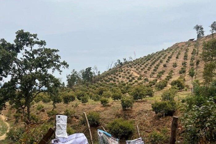 Inspectores de EUA regresarán poco a poco a las empacadoras de aguacate; "aún falta trabajo"